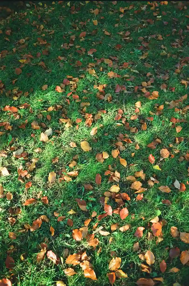raccogliere le foglie è tra i lavori di manutenzione giardino in autunno 