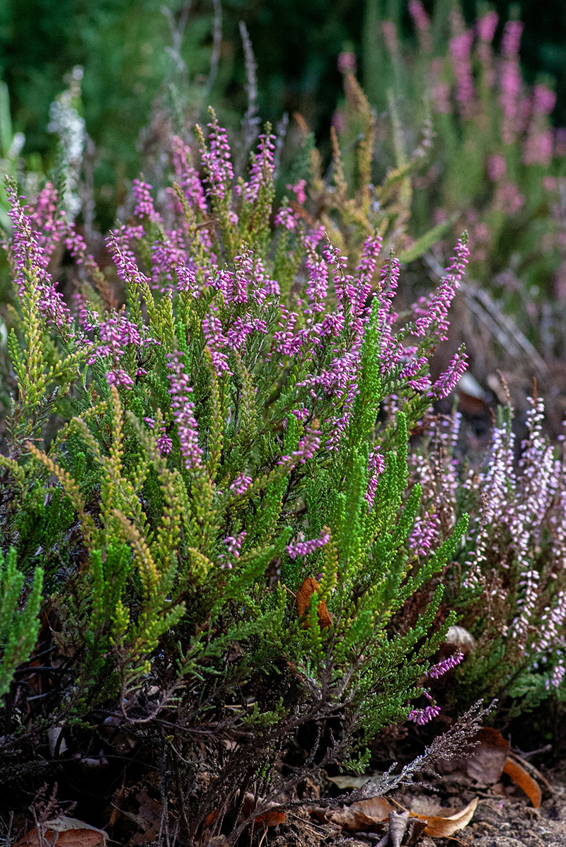 erica tra le piante autunnali da piantare durante la manutenzione giardino in autunno