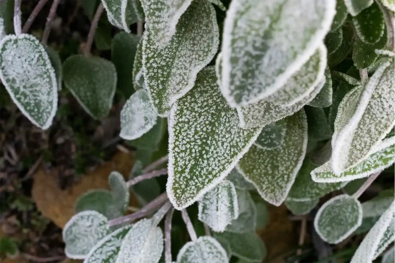 manutenzione giardino in autunno e inverno, proteggere le piante dal freddo