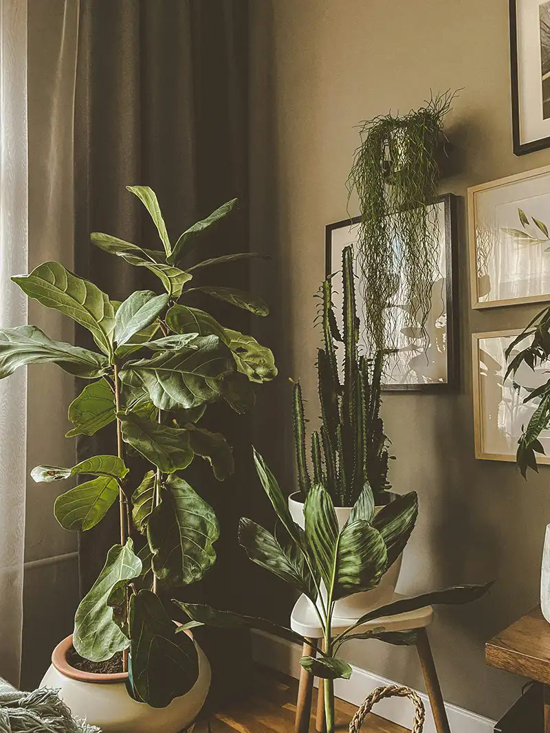 Piante verdi in un ambiente accogliente, idea da copiare per arredare con le piante