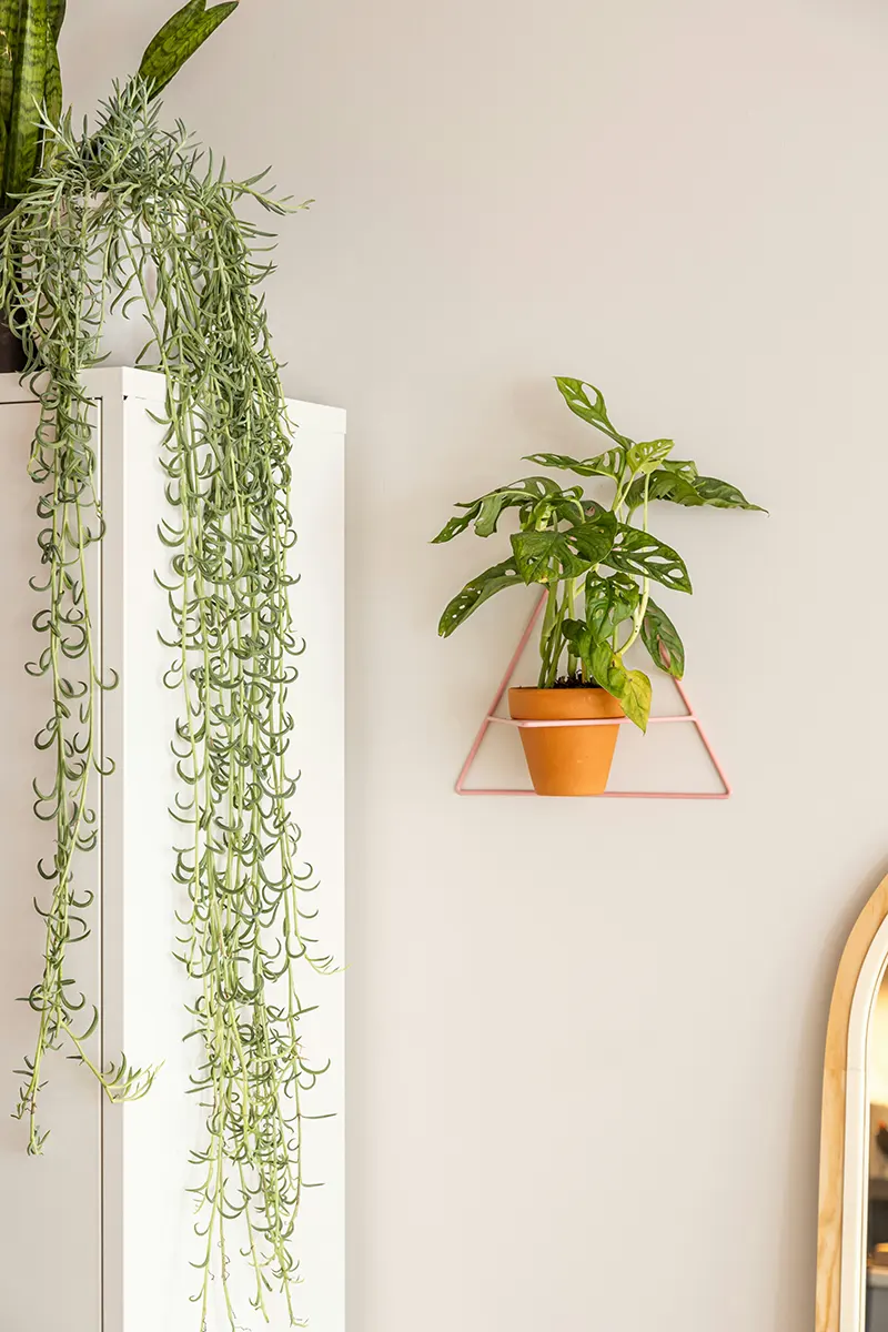 Piante decorative su parete e mobile, idea per arredare con le piante da interno