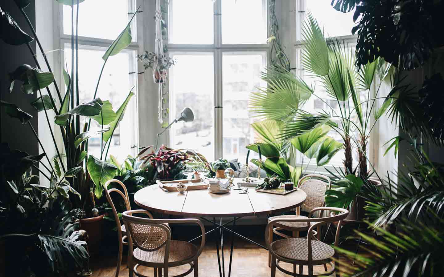 tavolo da pranzo circondato da piante verdi