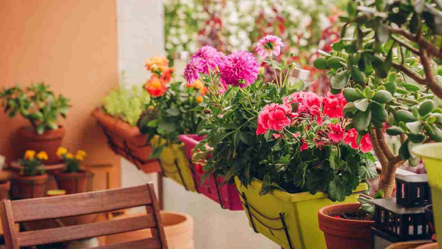 come abbellire un balcone con piante e fiori