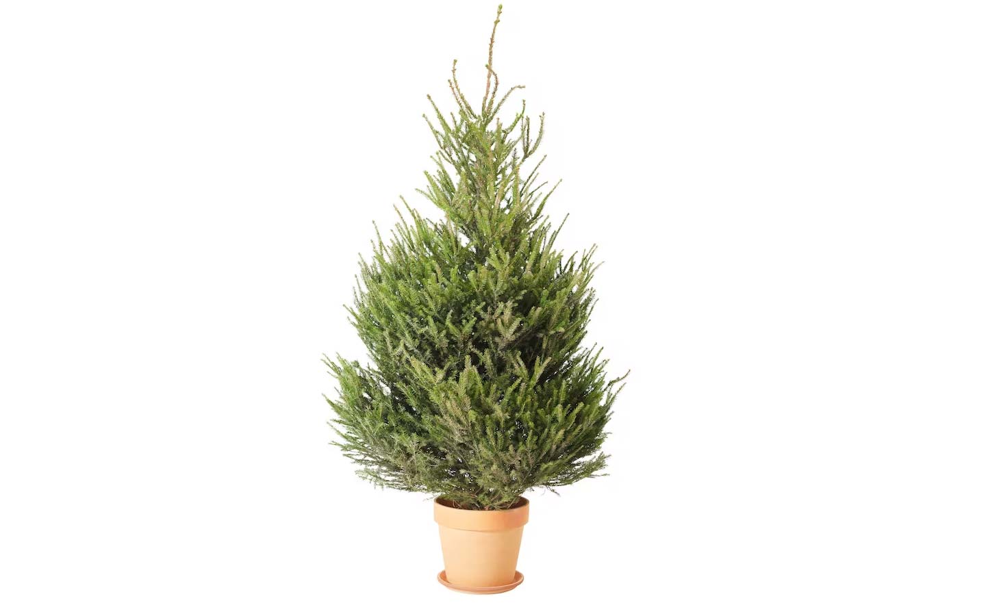 acquista da Ikea l’albero di Natale vero a soli 15 euro