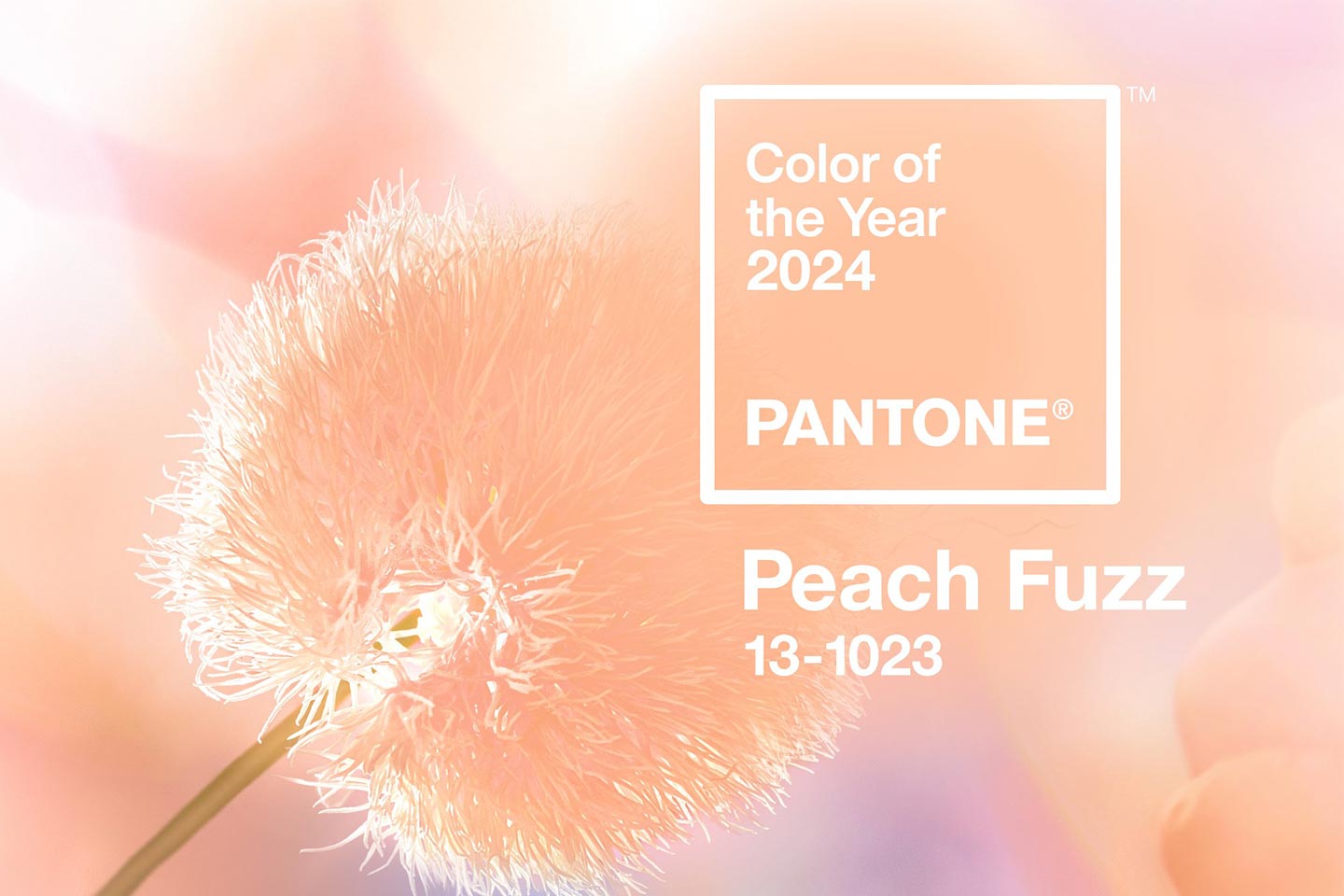 Peach Fuzz è il colore Pantone dell'anno 2024